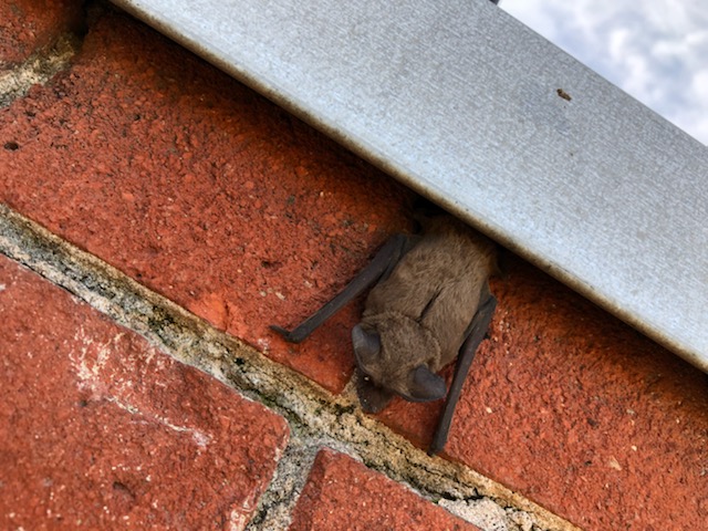 Bat hanging outside of house.