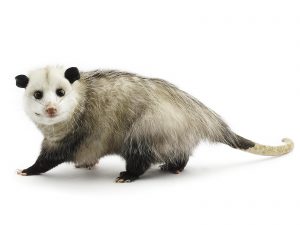 Virginia opossum.