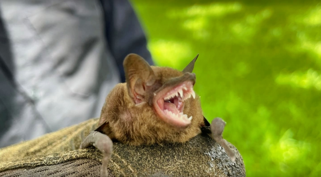 Bat