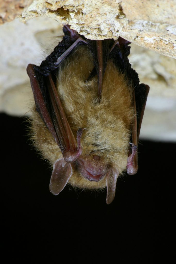 Eastern Pipistrelle Bat Closeup
