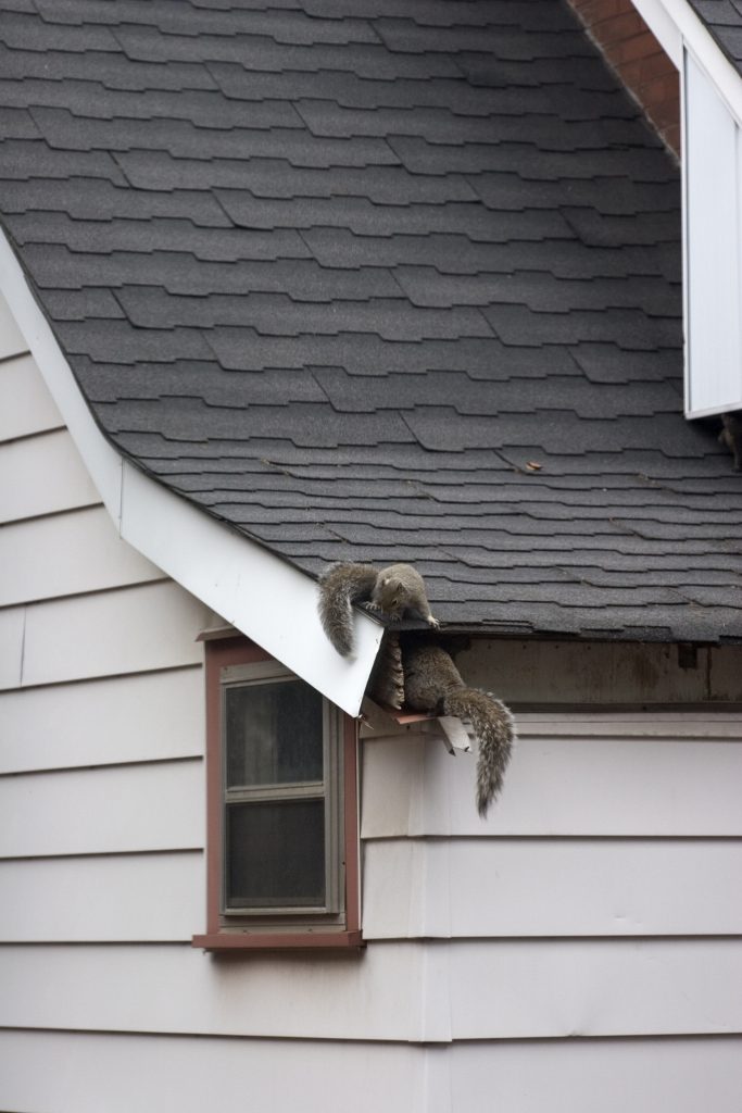 Squirrels getting in roof of house