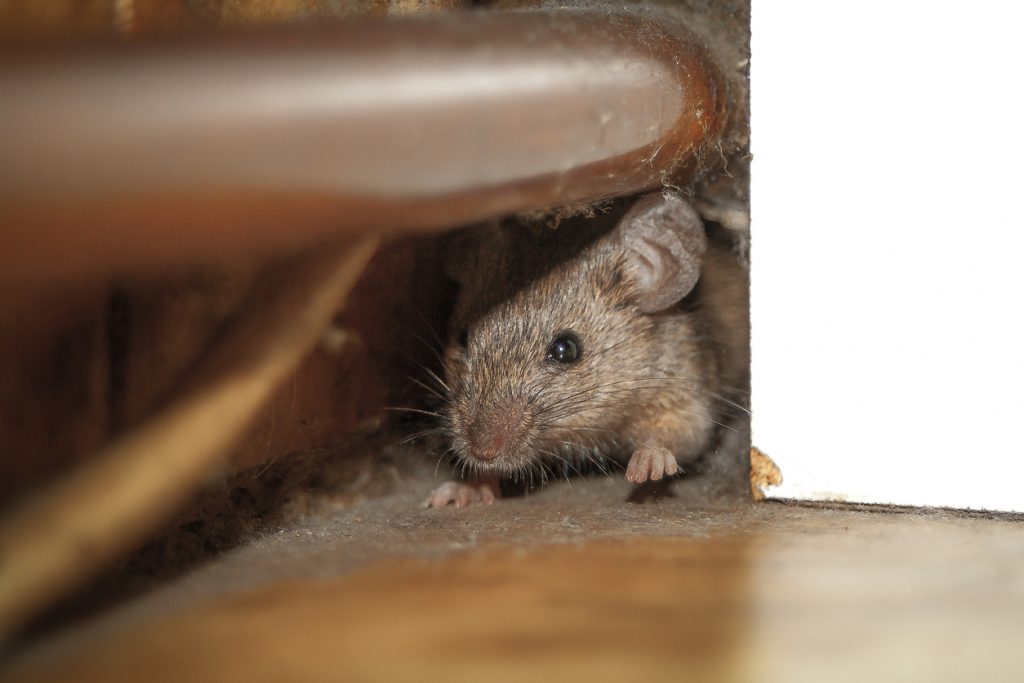 Mouse hiding under piping in house.