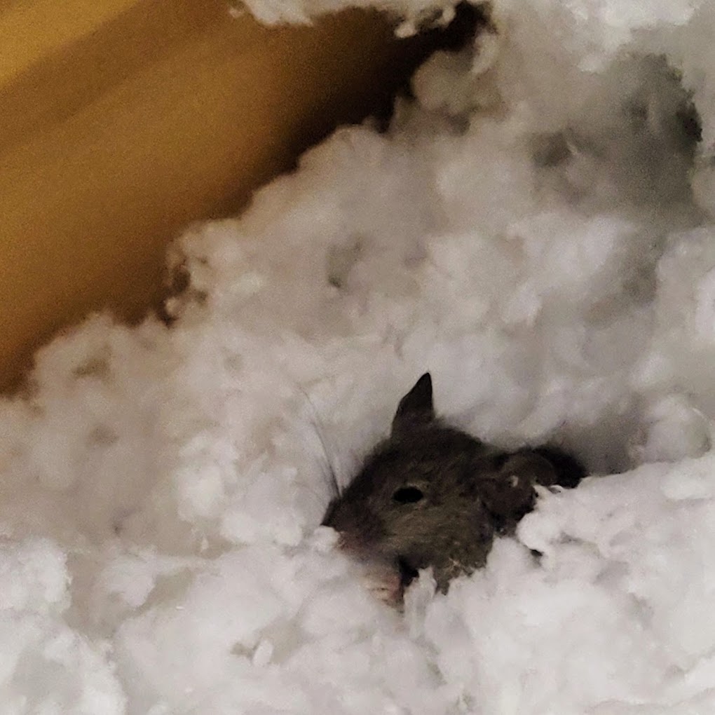 All The Ways Rodents Can Make Trouble For Houston Homeowners