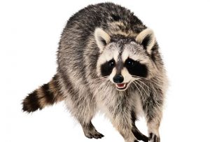 Raccoon