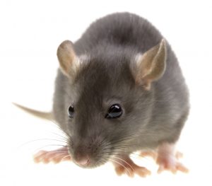 Rodent Control and Removal in Plano Texas