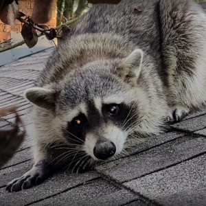 Raccoon