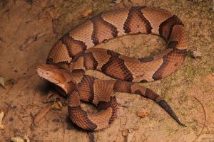 copperhead snake fangs