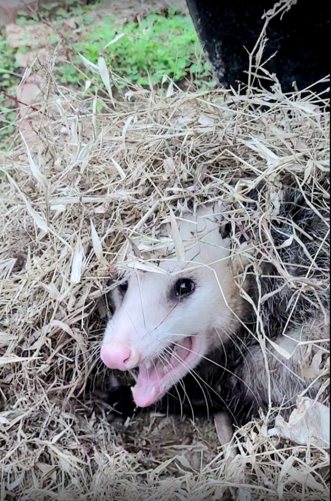 How to Tell if An Opossum is Dead or Playing Dead