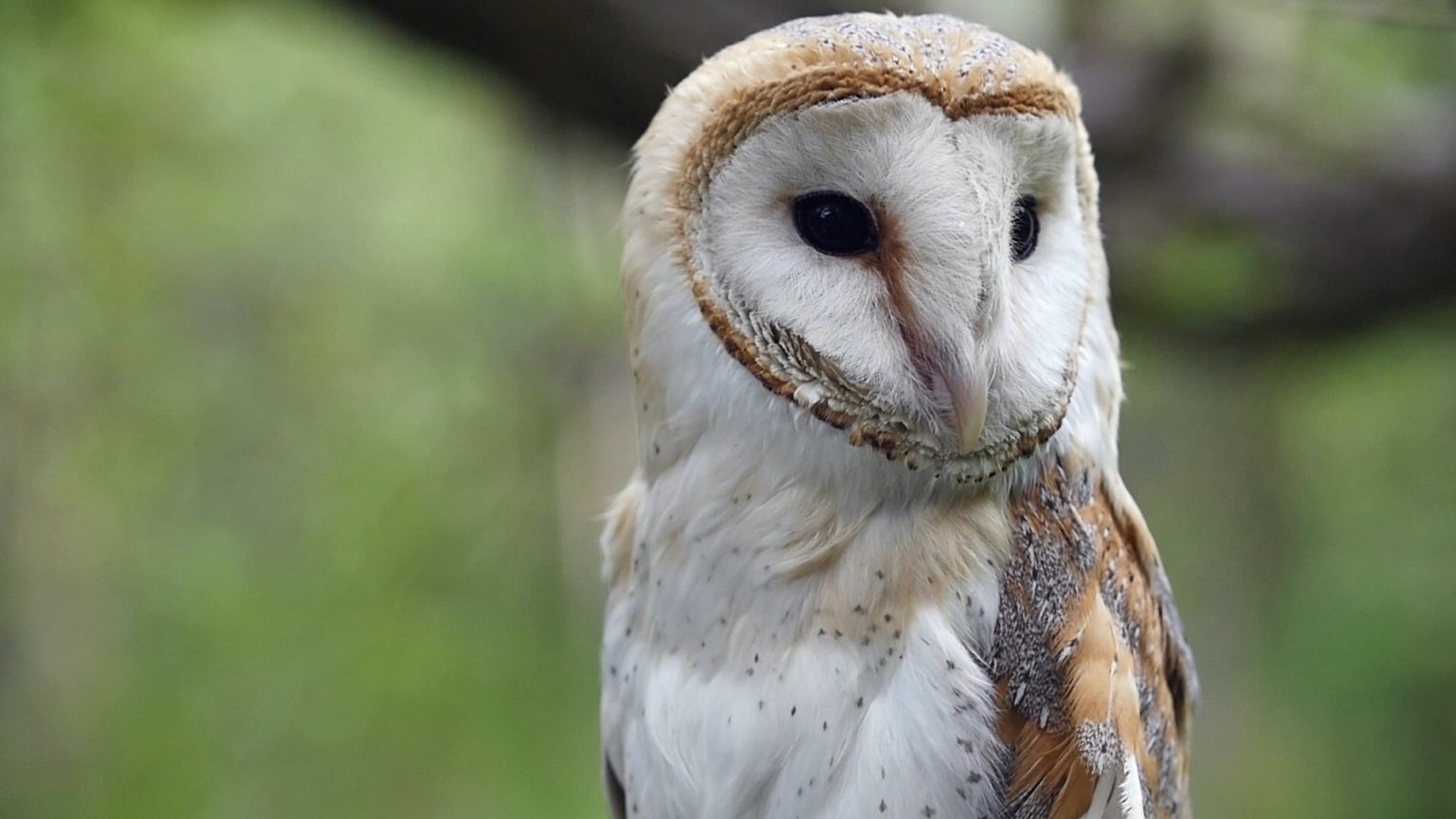 Best Pets for Pest Control Biological Wildilfe Control