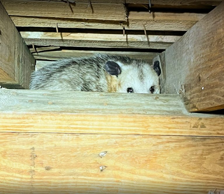 Are Opossums Dangerous | Do They Carry Disease | Opossum Removal How To Remove A Possum From Your Garage