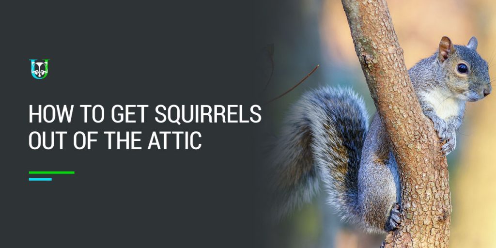 How to Get Squirrels Out of Attic | Expert Removal Tips
