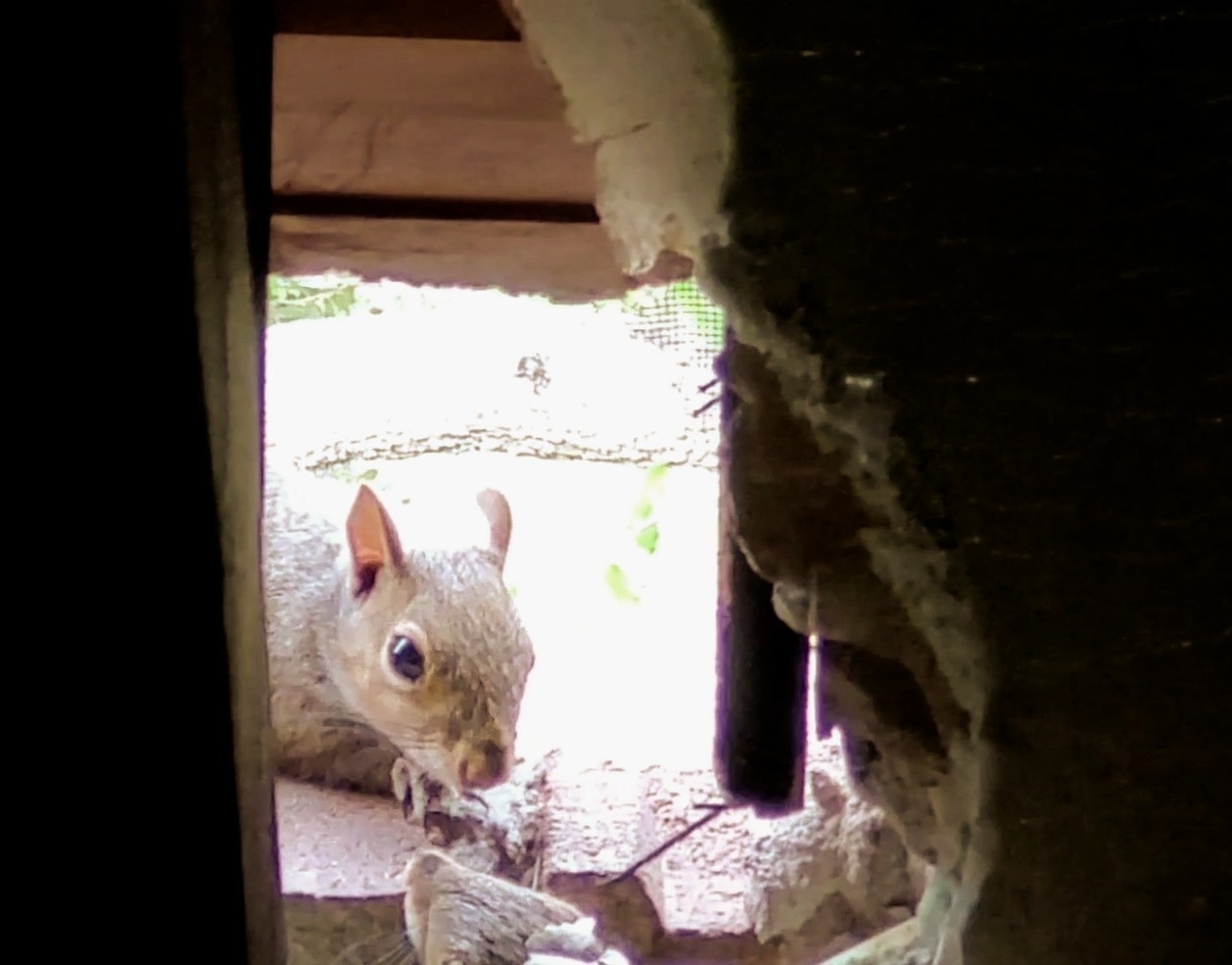 How to remove squirrel in the attic