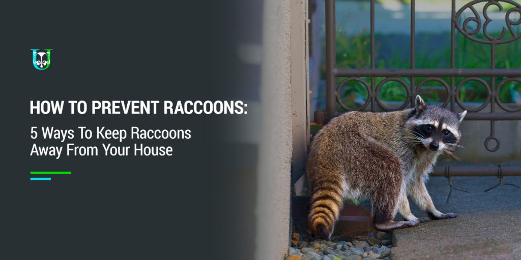 How to Keep Raccoons Away from Your House | Prevention