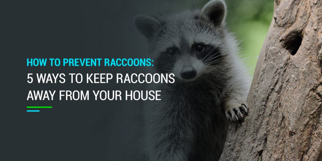 How to Keep Raccoons Away from Your Home | Prevention