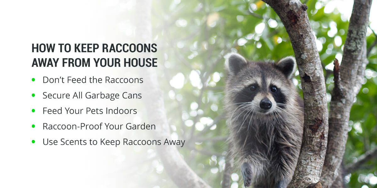 How to Keep Raccoons Away from Your Home | Prevention