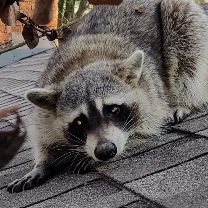 Cat feeder that discount keeps raccoons out