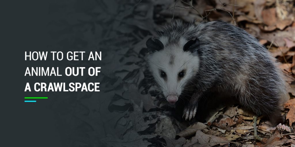 How to Get an Animal Out of a Crawlspace | Wildlife Removal