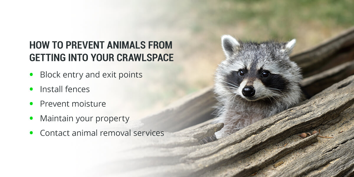 How to keep animals out of your crawl space: block entry and exit points, install fences, prevent moisture, maintain your property and contact animal removal services.