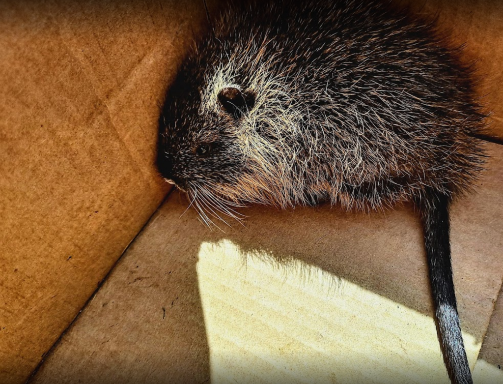 What Attracts Rats to Your Home Wildlife Removal Services