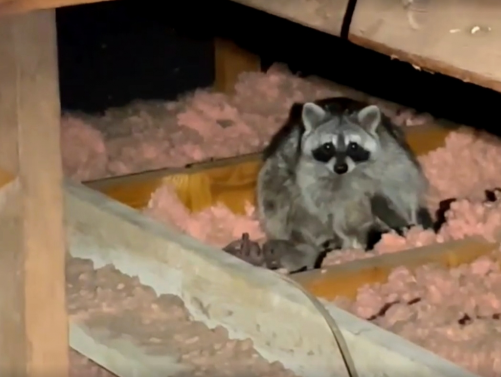 Raccon in attic