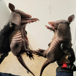 two armadillos being held by someone wearing gloves