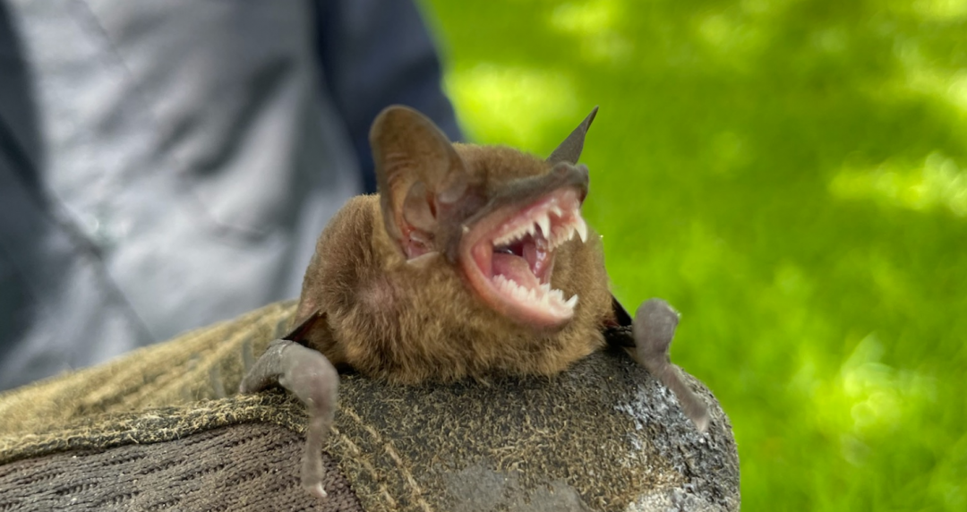 Bat Infestation FAQs | Migration, Roosting, Hibernation, Problems