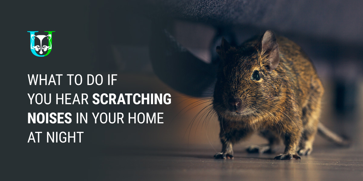 What to Do if You Hear Scratching Noises in Your Home at Night