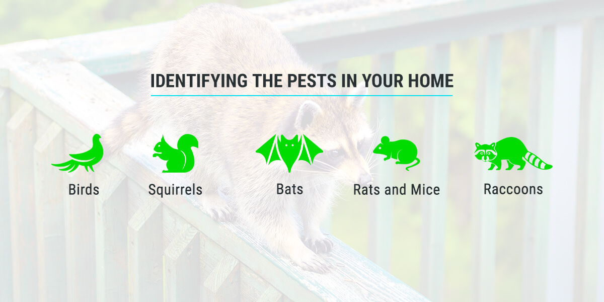 Identifying the Pests in Your Home
