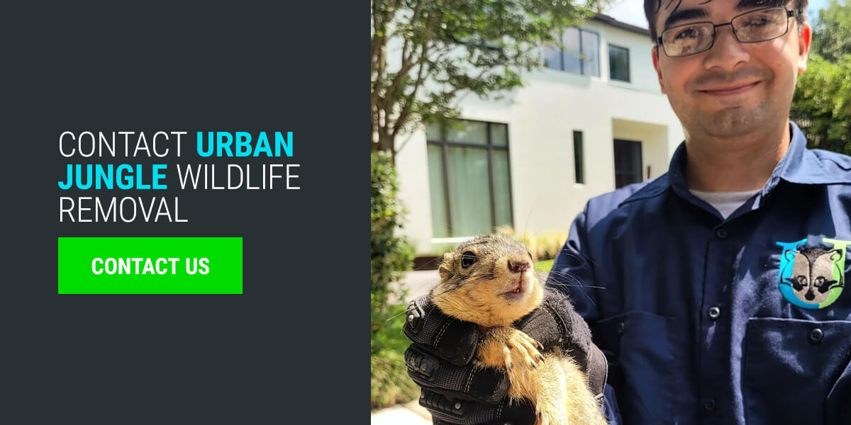 Contact Urban Jungle Wildlife Removal 