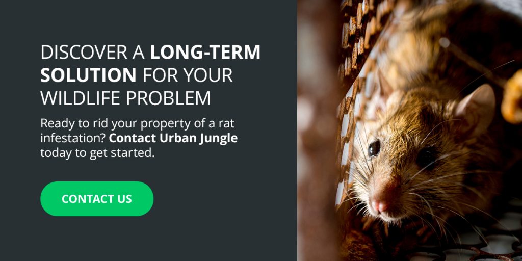 What To Do If You Have A Rat Infestation   01 Discover A Long Term Solution 1024x512 