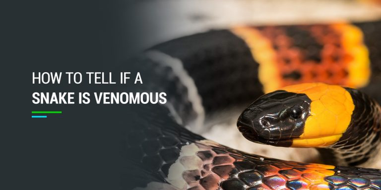 How To Tell If A Snake Is Venomous | Color, Eyes, Head