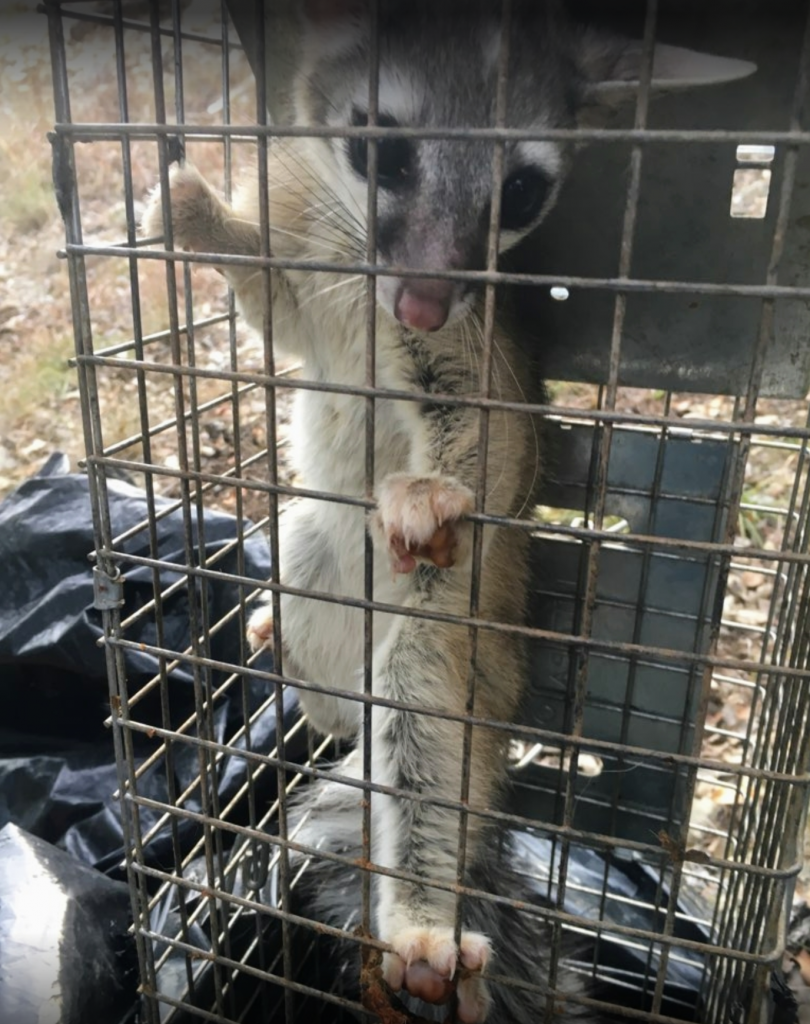 Do You Have Ringtail Cats in Your Home? - Urban Jungle Wildlife Removal