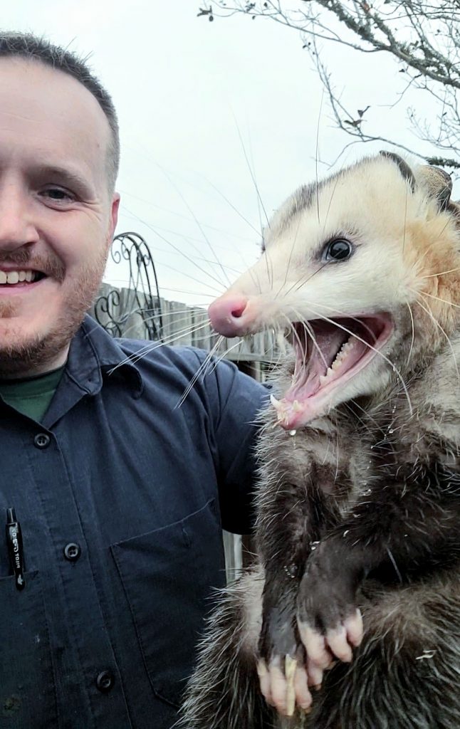 How to Get Rid of Opossums - Urban Jungle Wildlife Removal