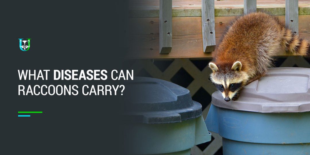 What Diseases Can Raccoons Carry? Urban Jungle Wildlife Removal