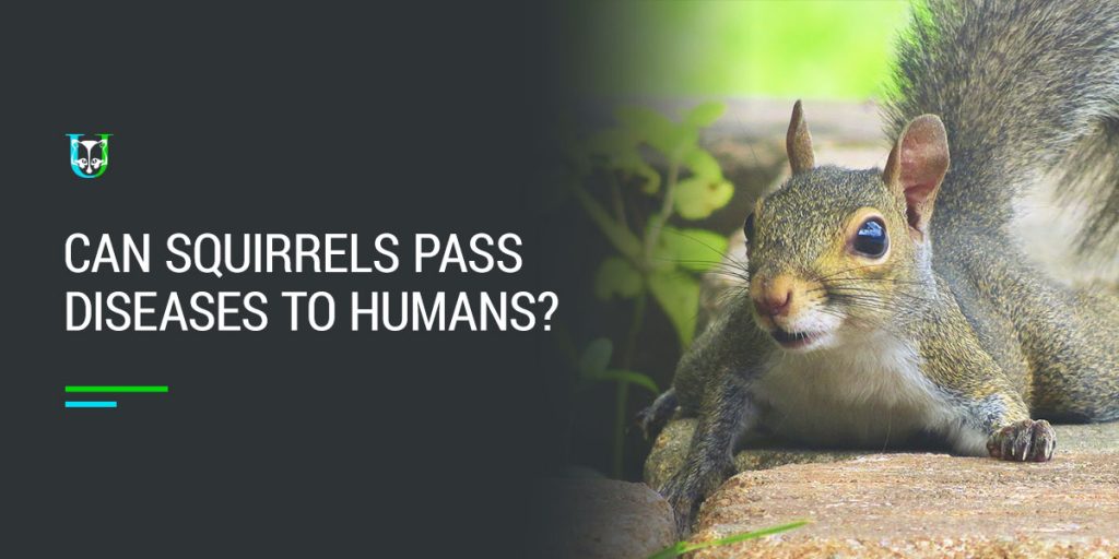 Can Squirrels Pass Diseases to Humans?