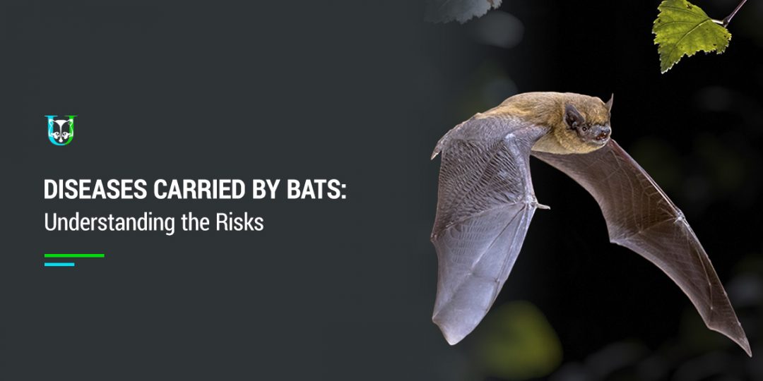 Bat Diseases: Risks of Rabies & Histoplasmosis