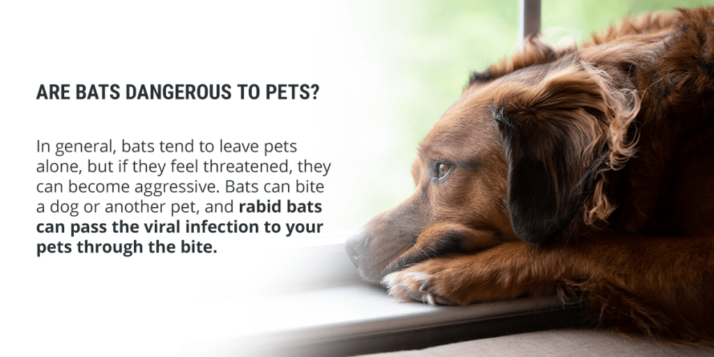 Are Bats Dangerous to Humans and Pets? Urban Jungle Wildlife Removal