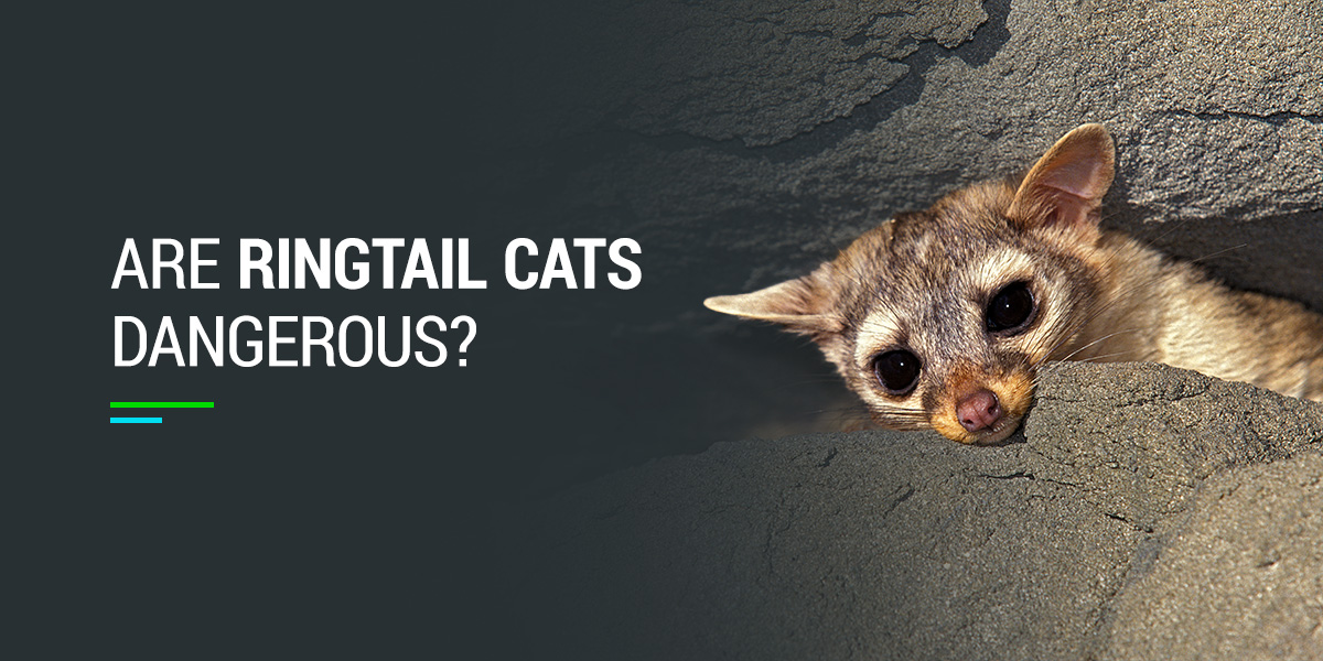 Are Ringtail Cats Dangerous?