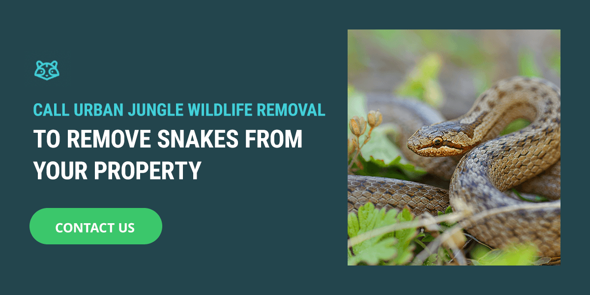 Call Urban Jungle Wildlife Removal to Remove Snakes From Your Property