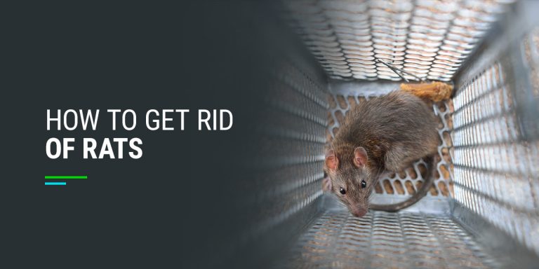 384 Rats How to Get Rid of Rats - Urban Jungle Wildlife Removal