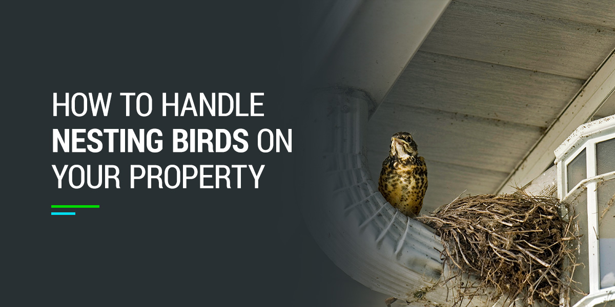 How to Handle Nesting Birds on Your Property