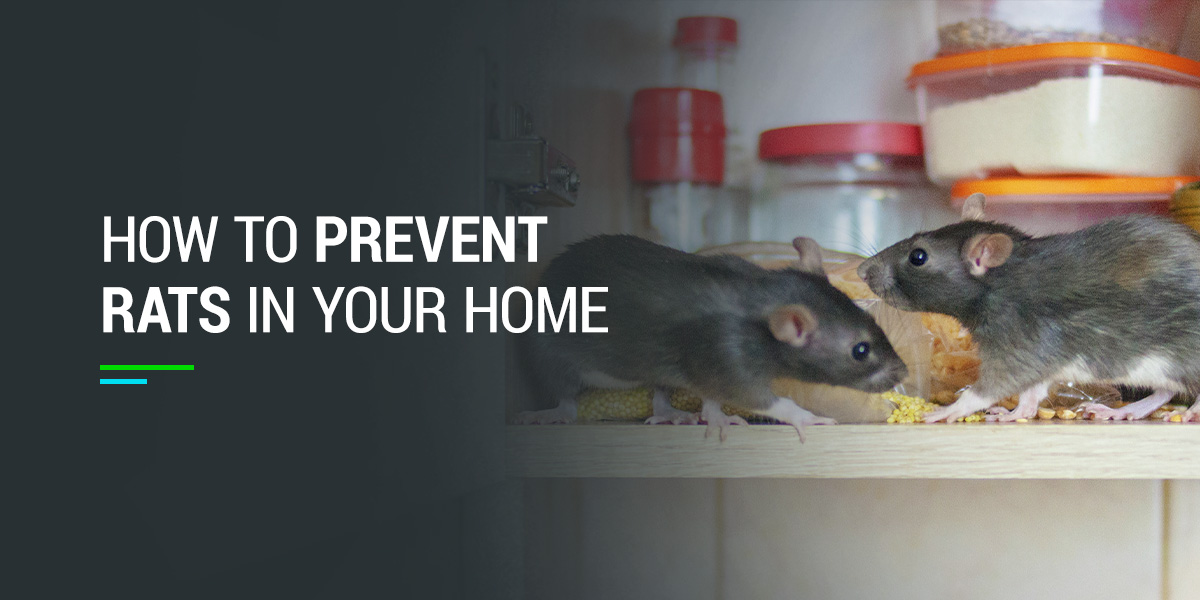 How to Prevent Rats in Your Home