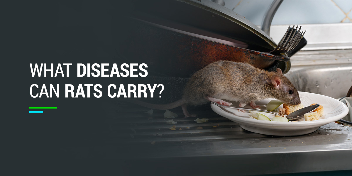 What Diseases Can Rats Carry?