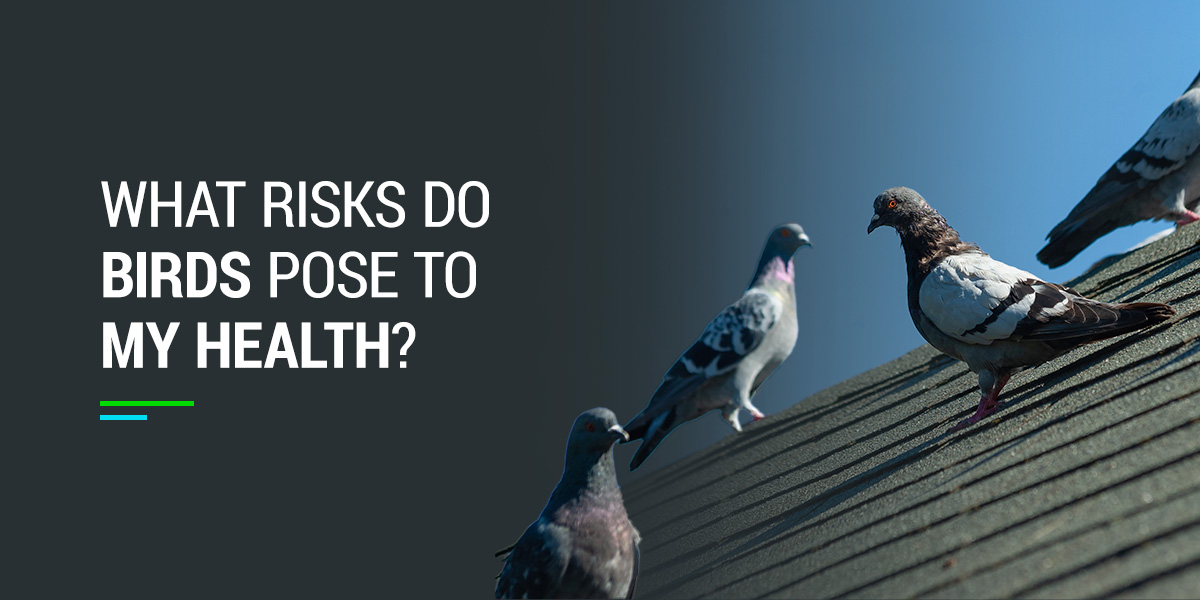 What Risks Do Birds Pose to My Health?