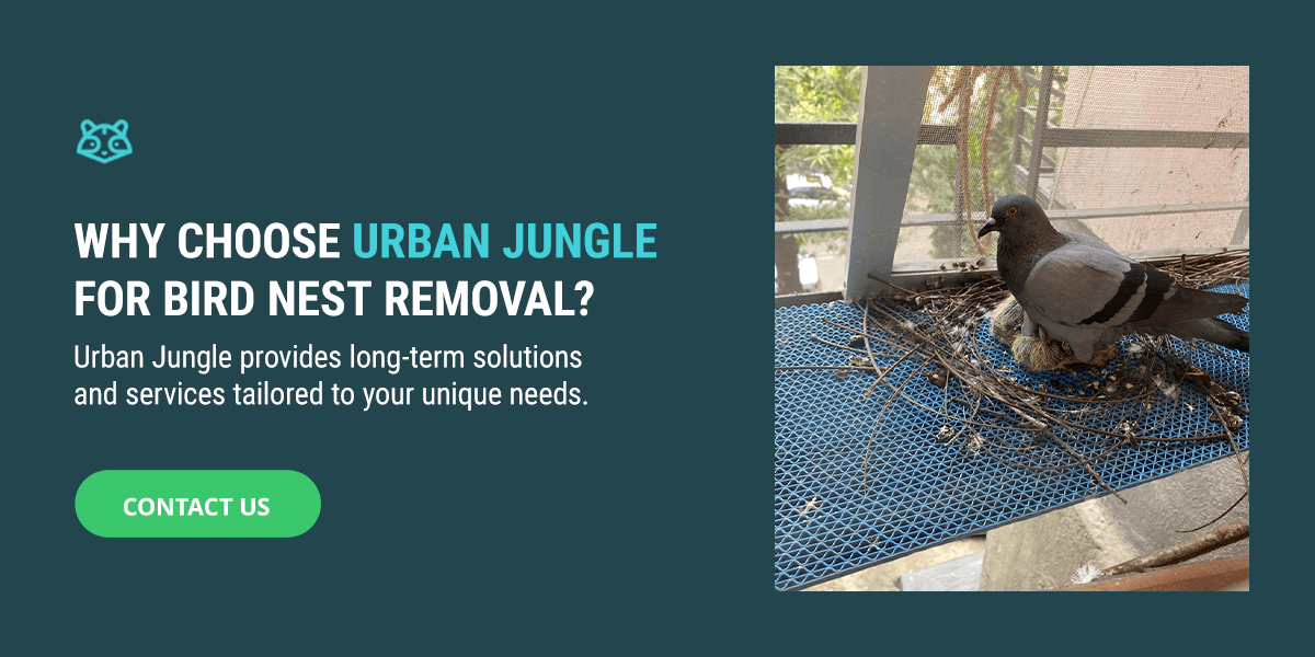 Why Choose Urban Jungle for Bird Nest Removal?