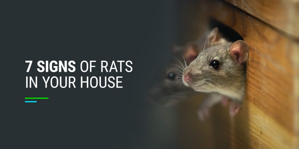 7 Signs of Rats in Your House - Urban Jungle Wildlife Removal